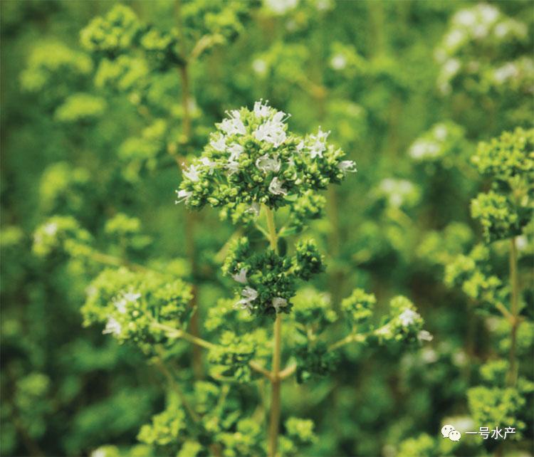养殖利器,养殖植物必备工具