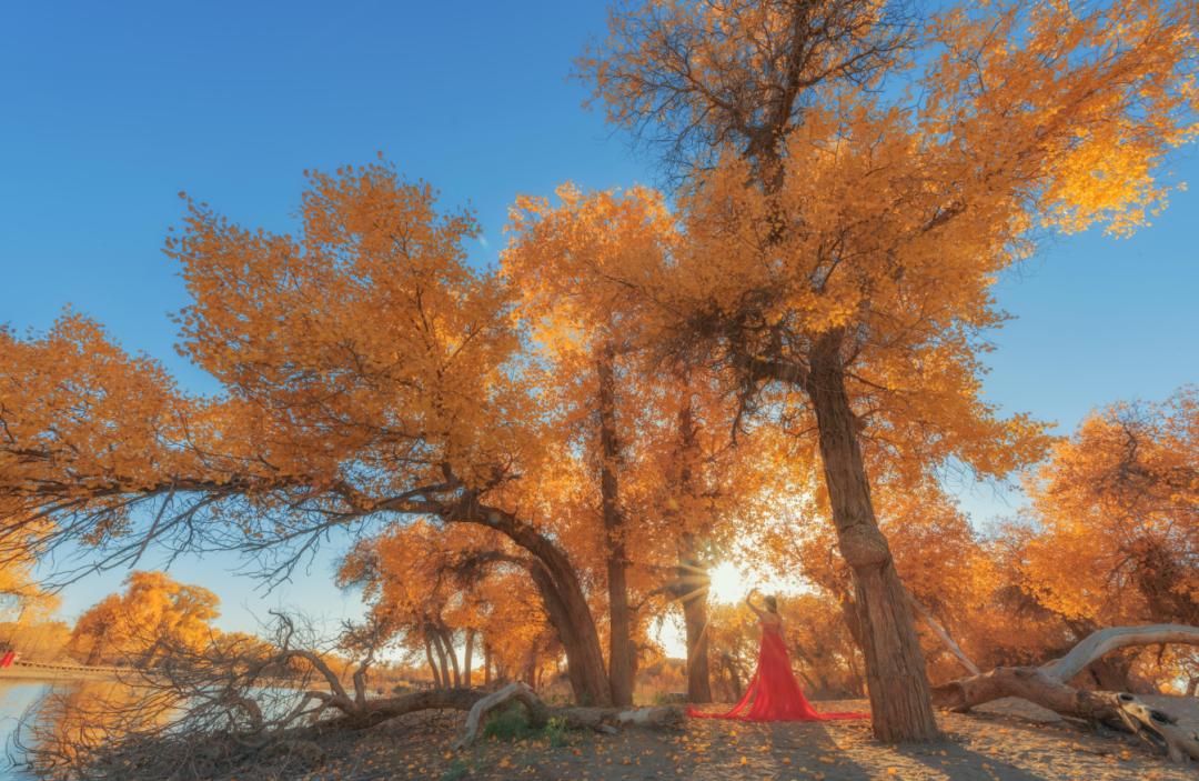 全世界仅存三处！一年只美21天！这场“黄金盛宴”，只因它而起