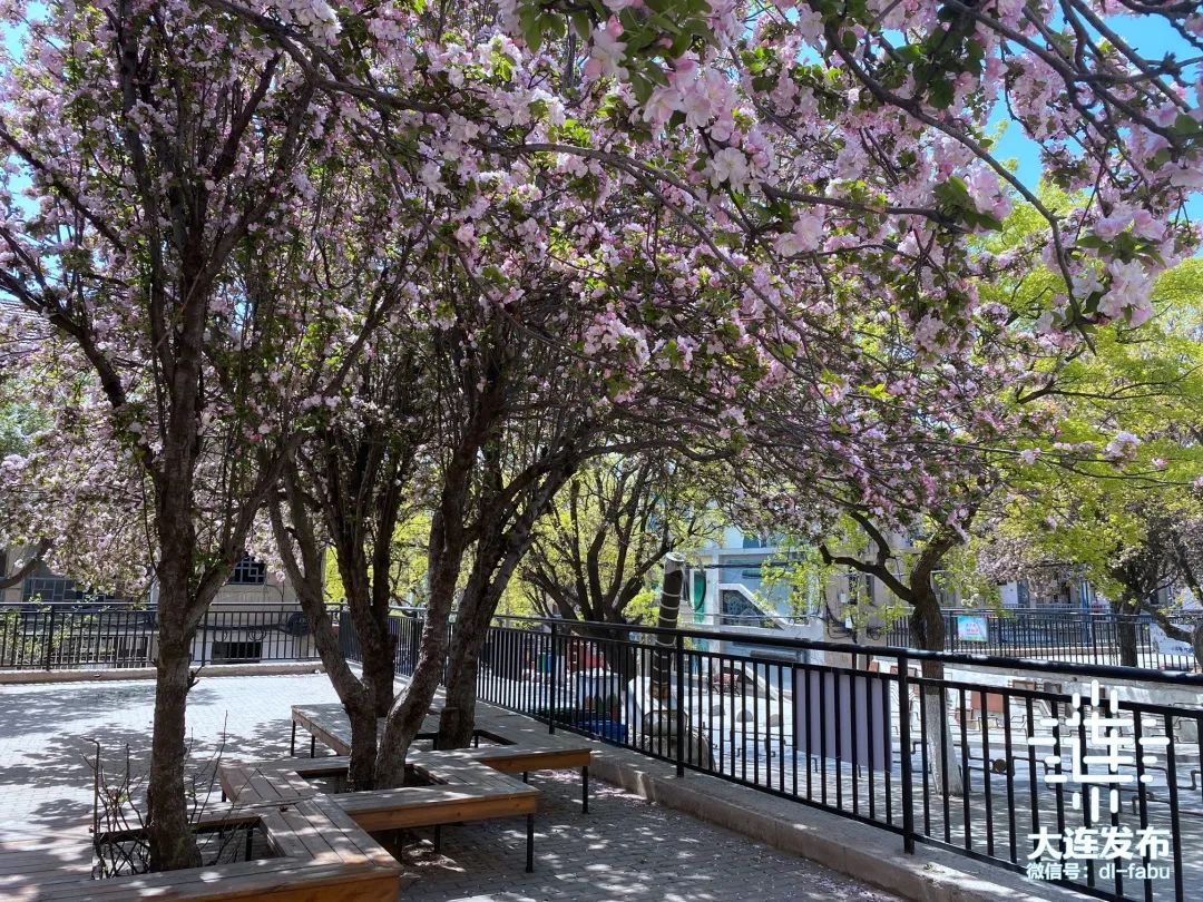 漫步大连,又是被“圈粉”的一天
