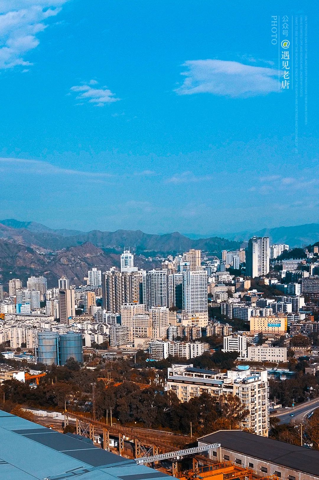 攀枝花是一种什么花,什么是攀枝花铁树