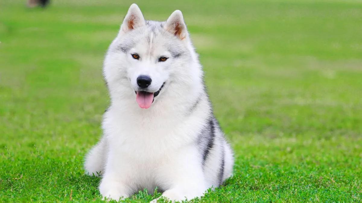 十二生肖关于新年的知识,十二生肖兔子来历你知道吗