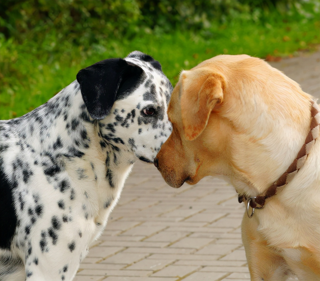 狗狗交配时，为何会连在一起分不开？