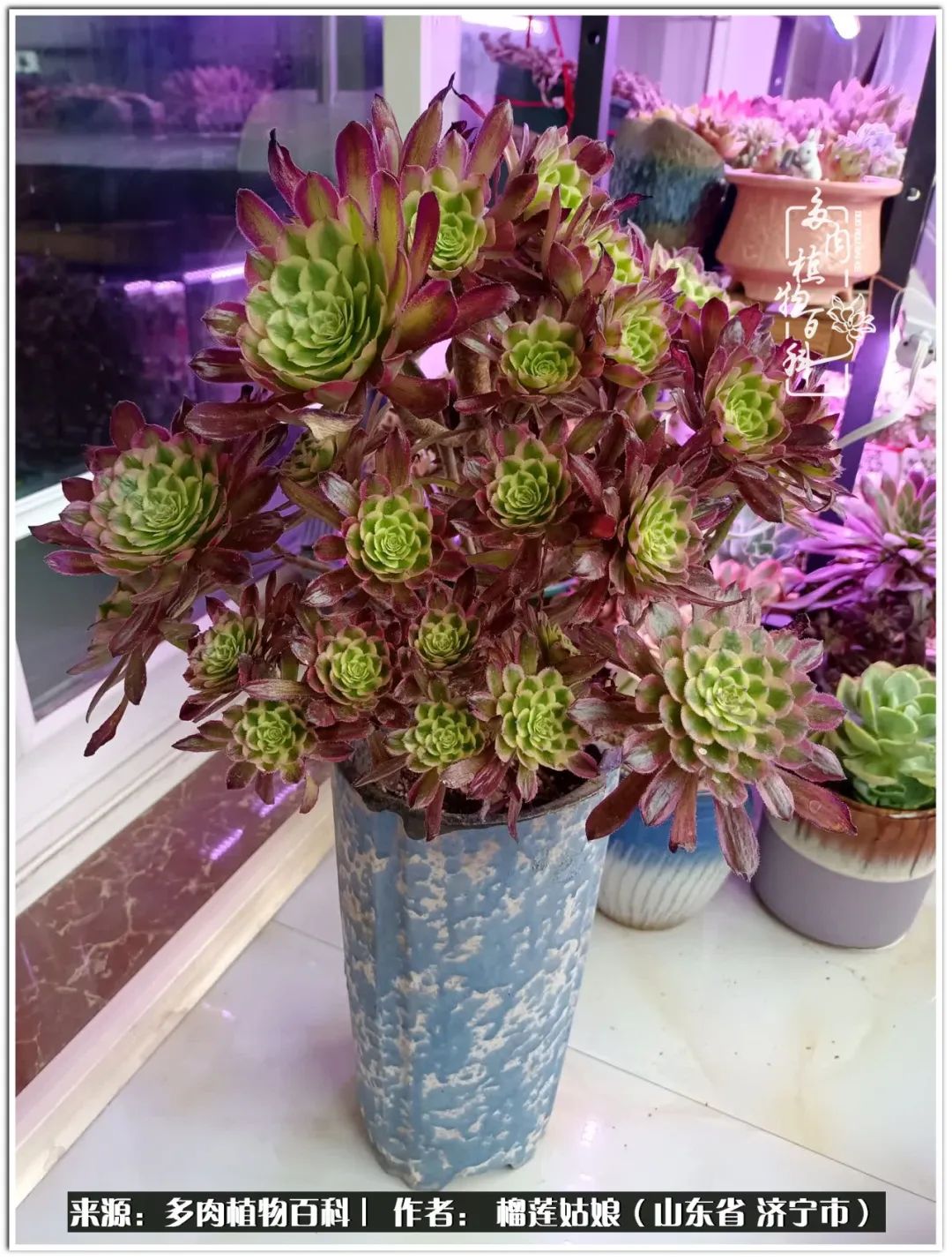 繁花似锦觅安宁淡如流水度一生,繁花似锦觅安宁淡云流水度人生