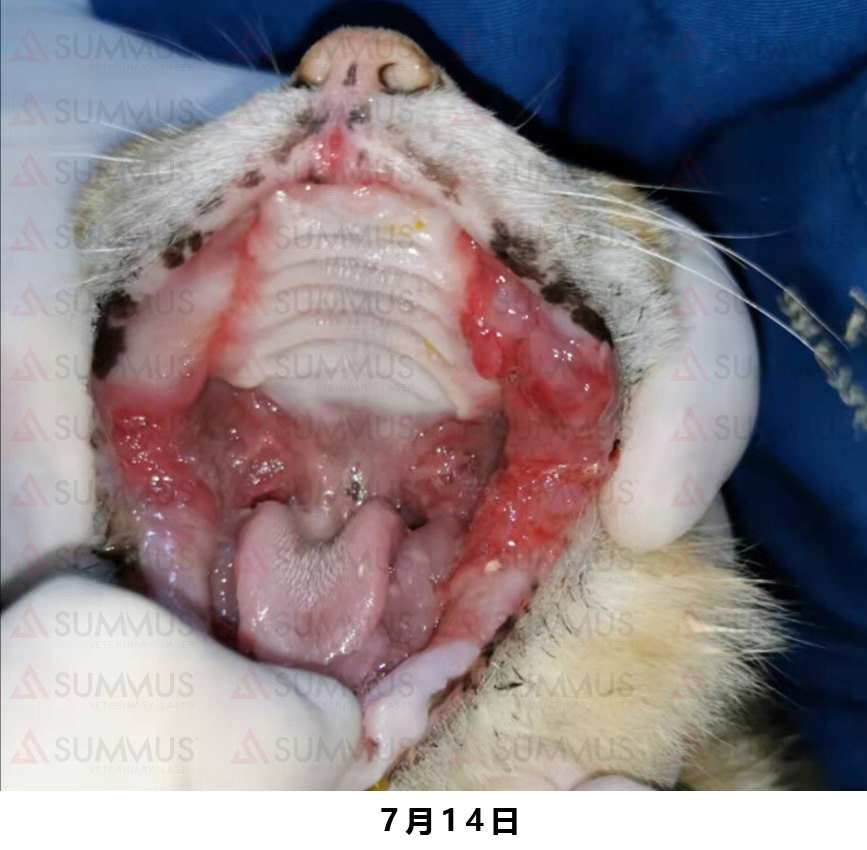 猫咪得了口炎谁有好办法治疗,猫咪得了口炎需要打什么针