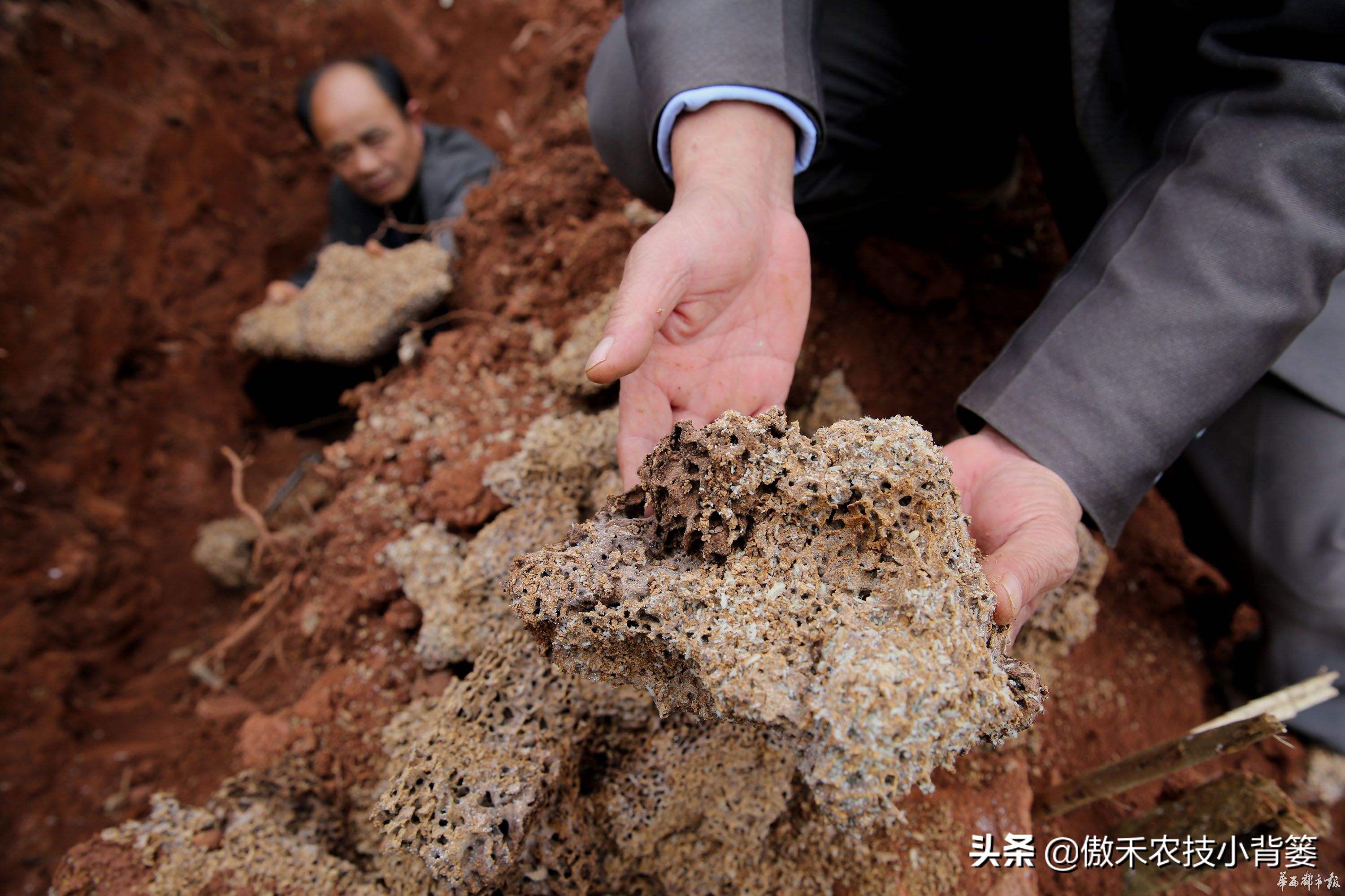 关于白蚁如何预防和消除白蚁危害,白蚁的防治方法