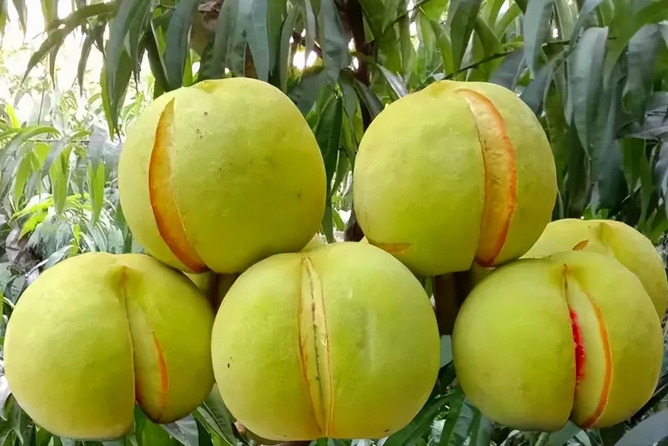 爆炸桃价格,爆炸桃为什么这么贵