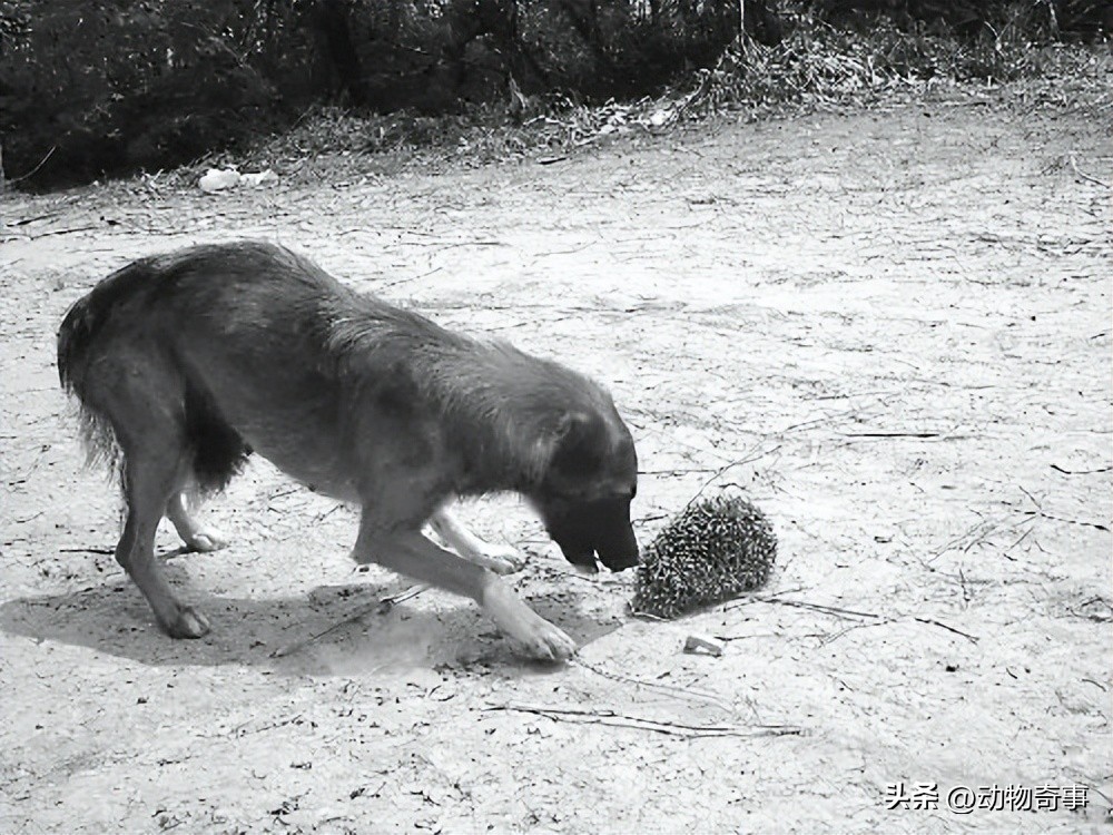被烧伤的刺猬会“巫术”，除掉三只羊两只狗一头牛，因它有个朋友