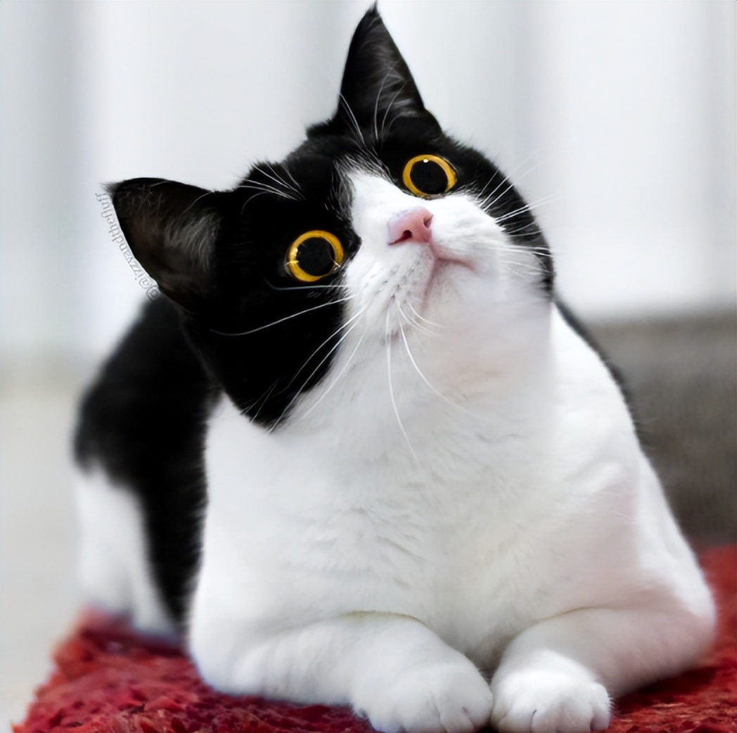 一只旺家狗五大特征,旺家猫的十大征兆