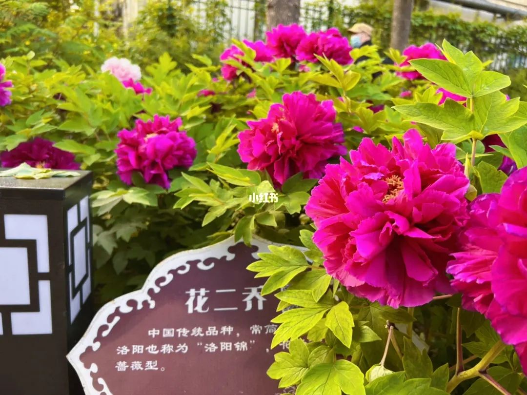 天津赏花地点推荐最近,天津赏花全攻略