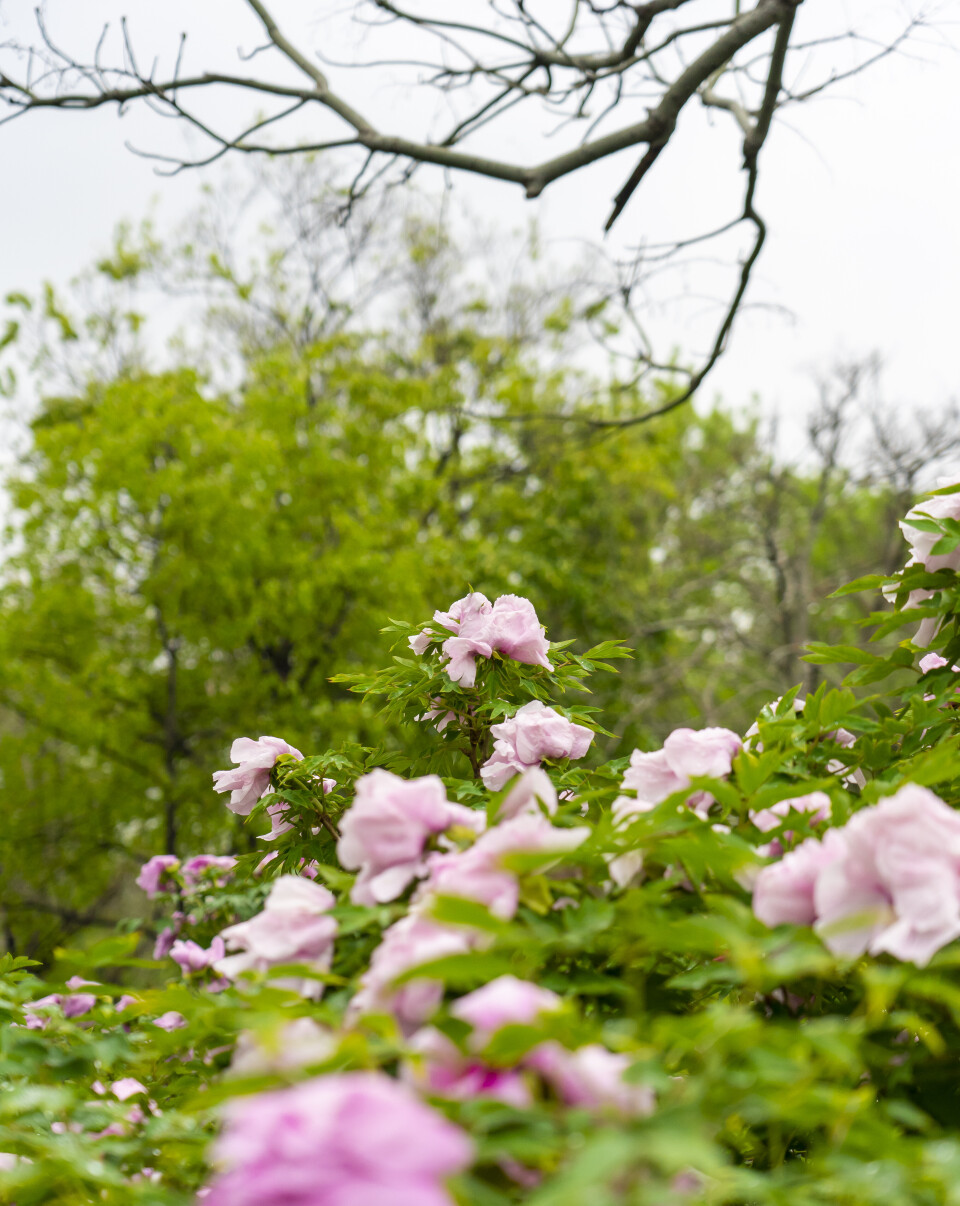 出片率100%!济南这些人少景美的春日出游秘境,赶紧安排上!