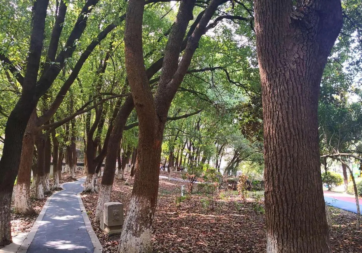 宜兴和桥建湿地公园,宜兴和桥公园