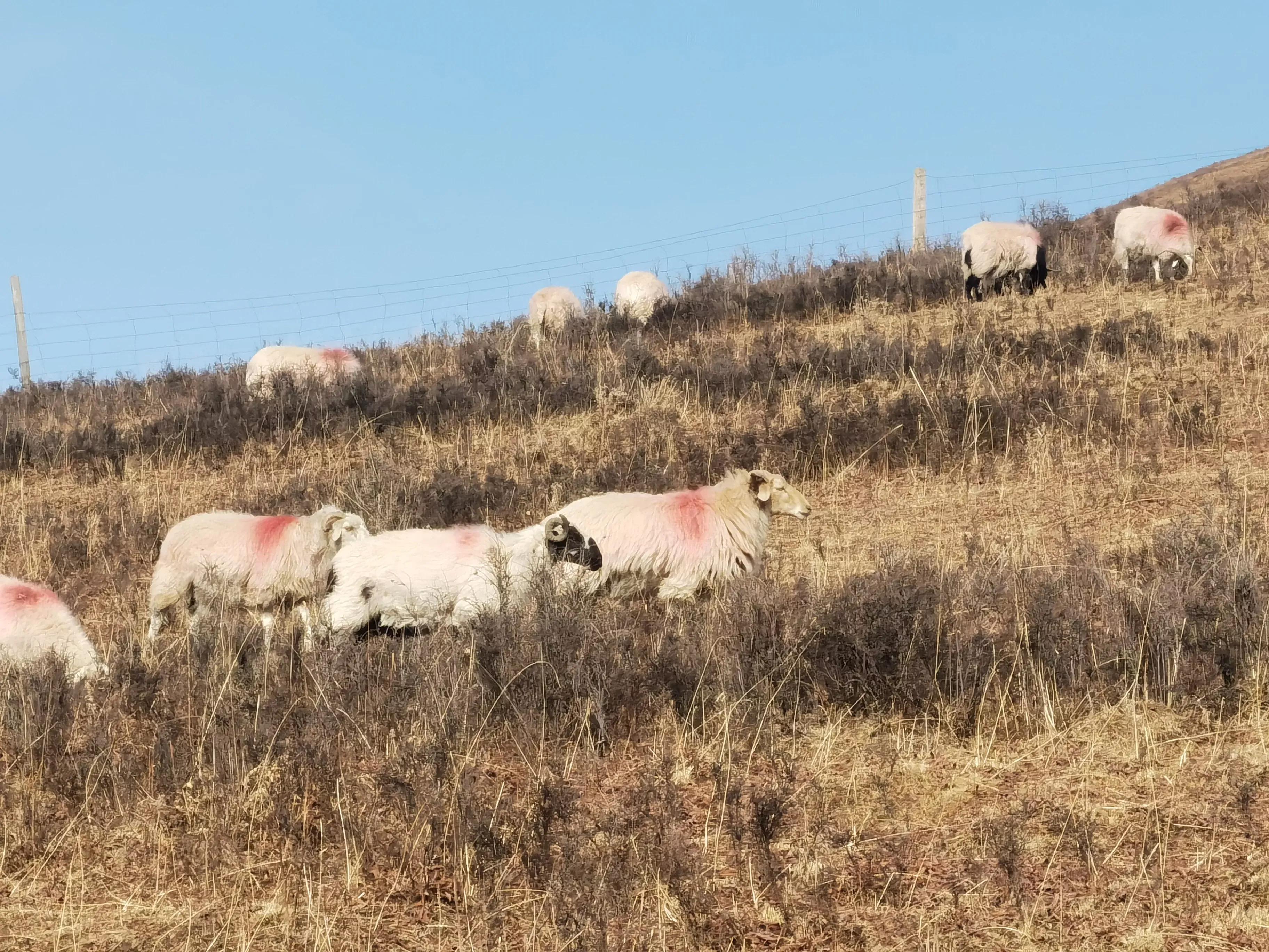 养羊一年赚5万得养多少只羊,养羊多少只一年能赚20万