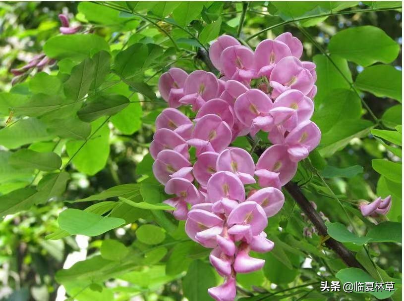 【临夏林草文化】科普篇‖千树万树槐花开，浮香一路到天涯