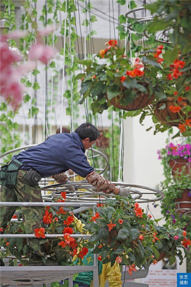 广州百万葵园葵花的花期,广州百万葵园五月份有什么花看