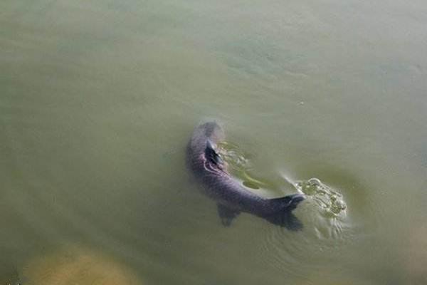 失手绳要注意事项,如何使用失手绳