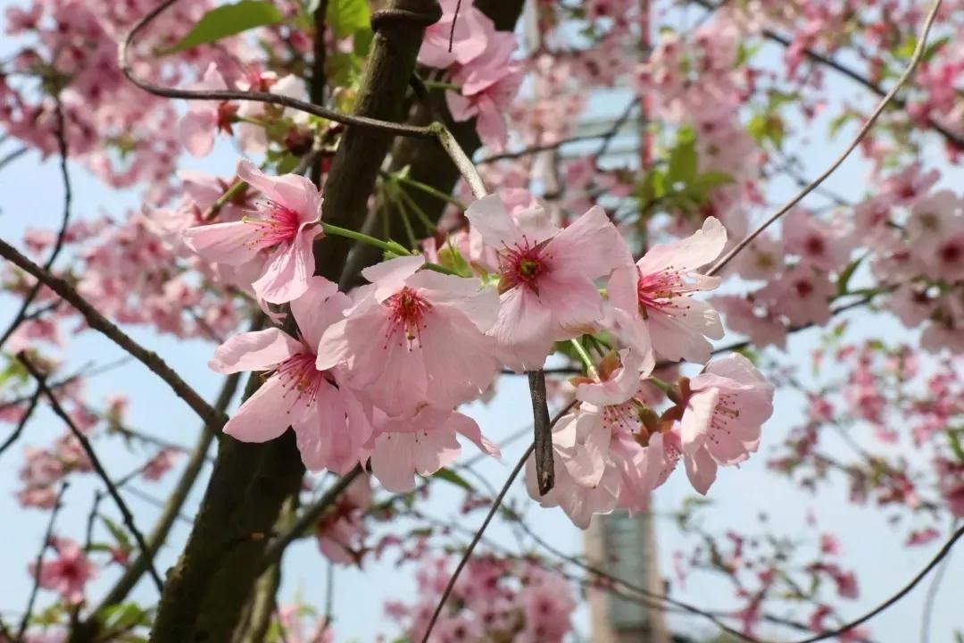 长沙浪漫樱花谷,长沙浔龙河樱花谷花开了吗