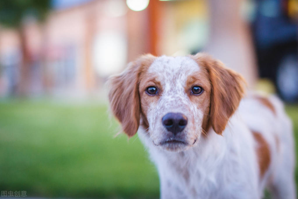 当狗狗有了以下几种行为表现,很有可能是生病了!铲屎官注意