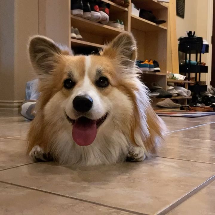 柯基的优点,柯基有几大优点