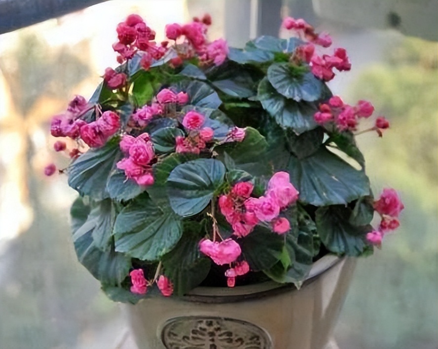 想要养好绿萝注意这几点就够了,绿萝养殖方法和注意事项和禁忌