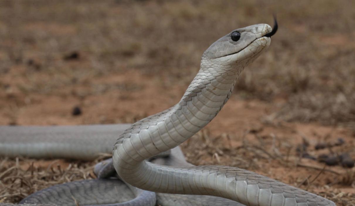 蛇类排名第一的图,蛇类十大排名