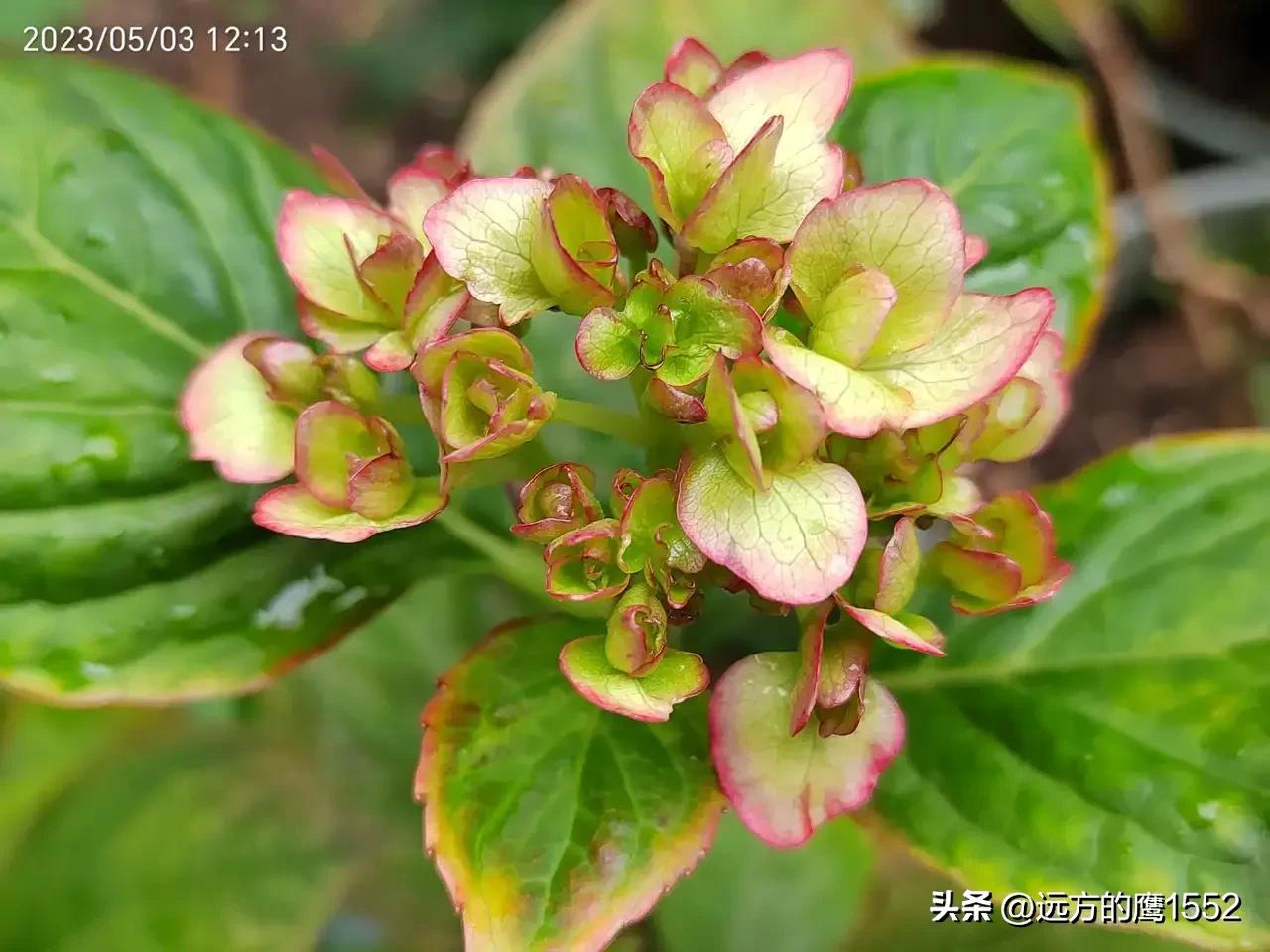 纱织小姐绣球是新老枝开花吗,绣球纱织小姐开花后的养护