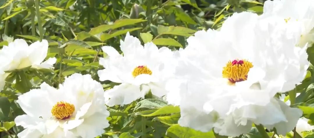 【城事】恰百花盛开品生活如蜜