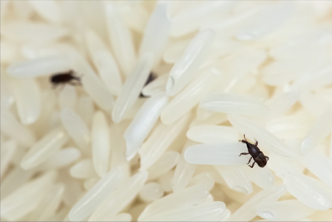 为什么大米放在塑料瓶里不会生虫,家里大米怎么放不长虫