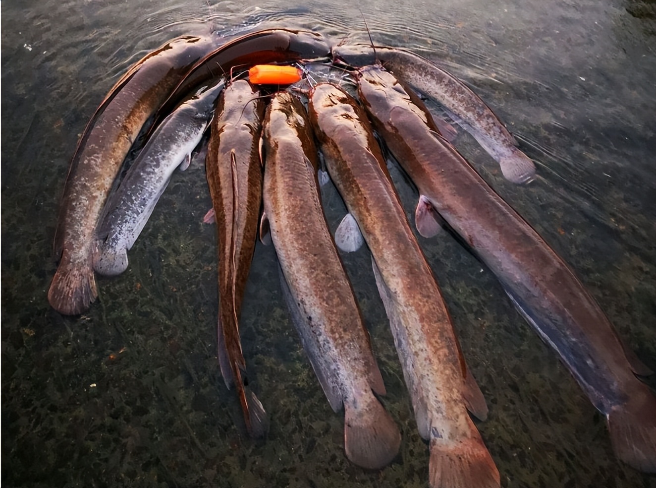 菜市场最脏的五种鱼有钳鱼吗,菜市场最脏的五种鱼你知道吗