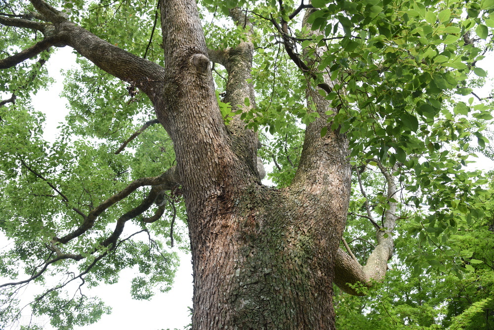 香樟树属于名贵树种吗,香樟树是不是国家珍贵树种