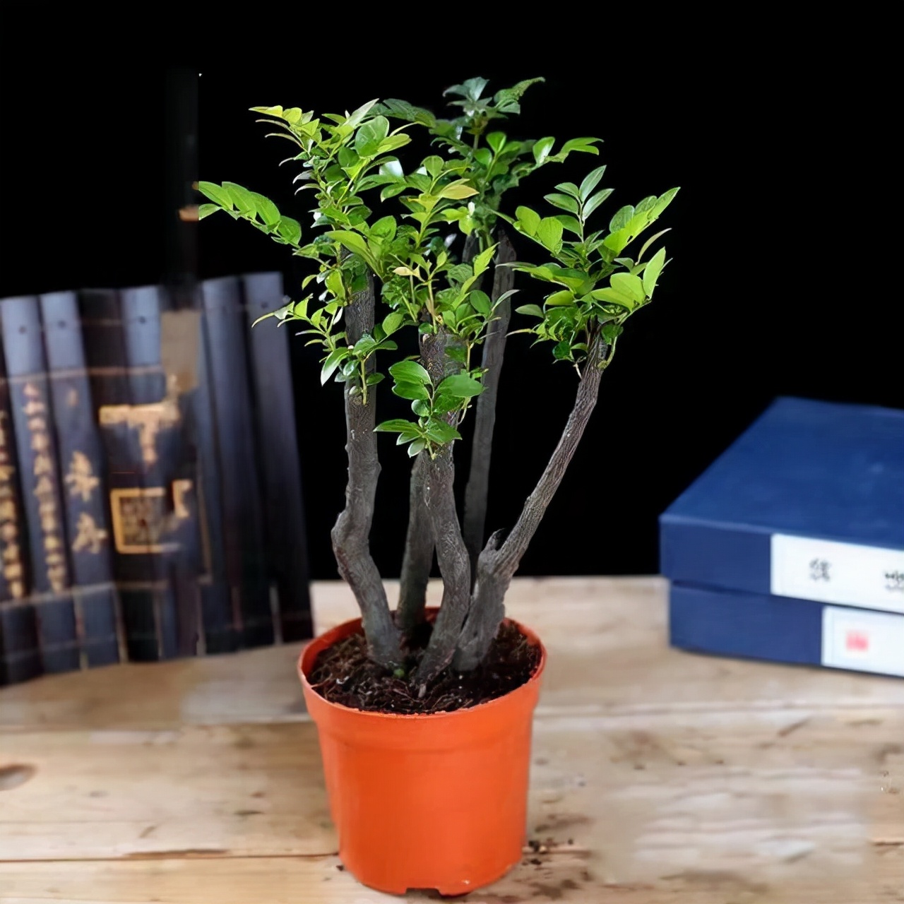 小叶紫檀盆栽的正确养殖方法,小叶紫檀盆栽养殖方法和注意事项