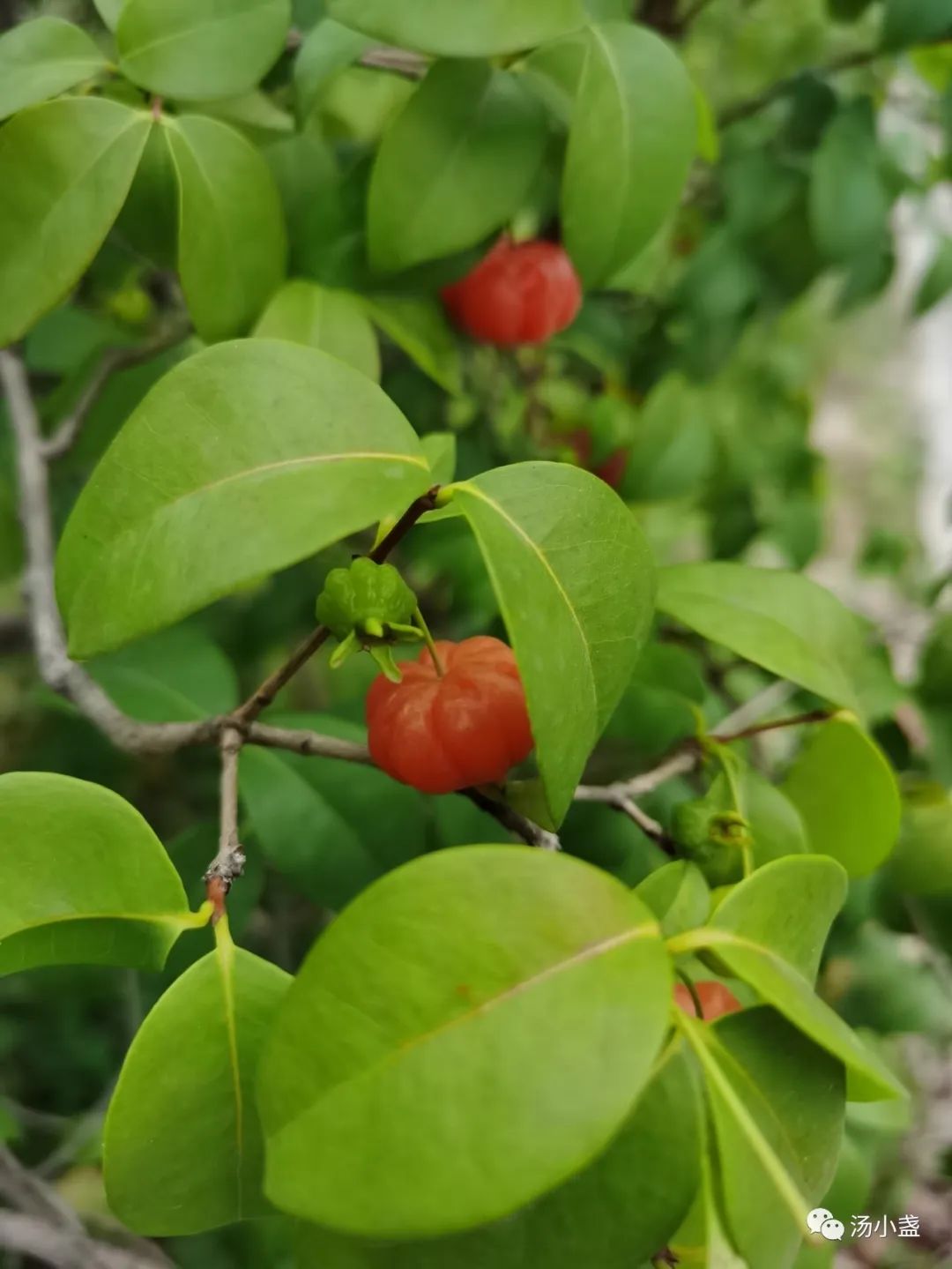 红果仔有什么寓意,红果仔吃了对身体有什么益处