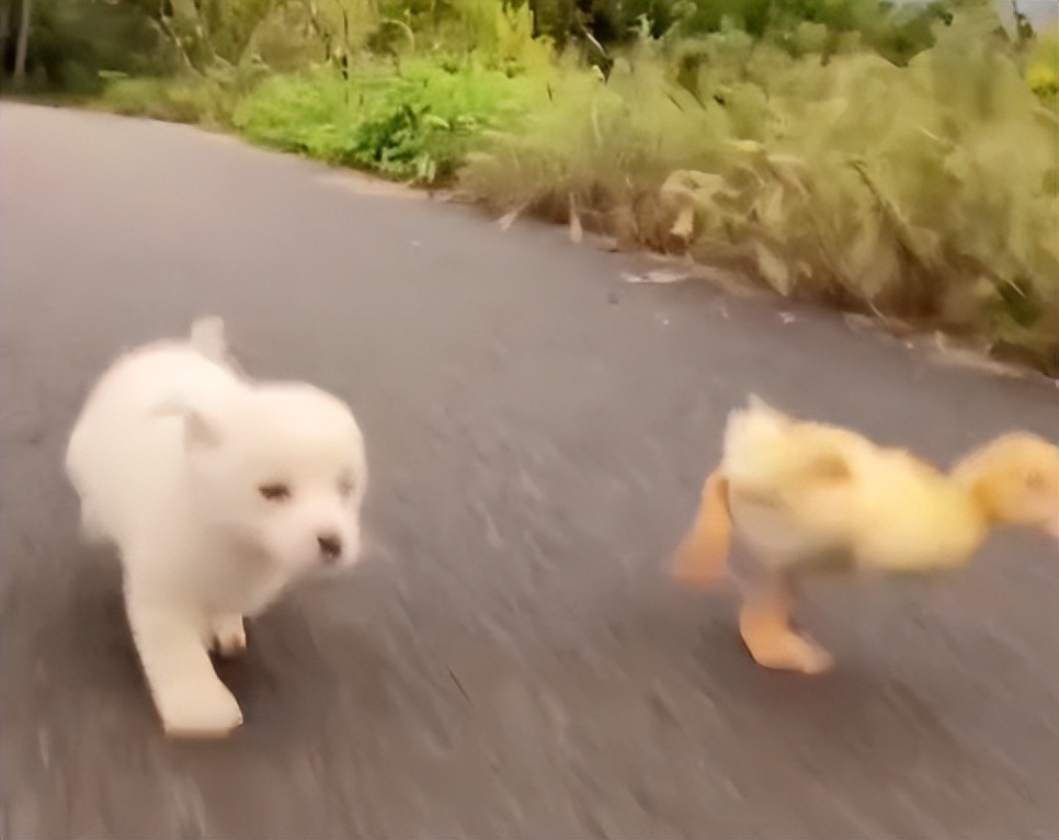 “狗界巅峰”：“把鸭当妈”骑鸭背上，全网最萌小狗吸粉550万