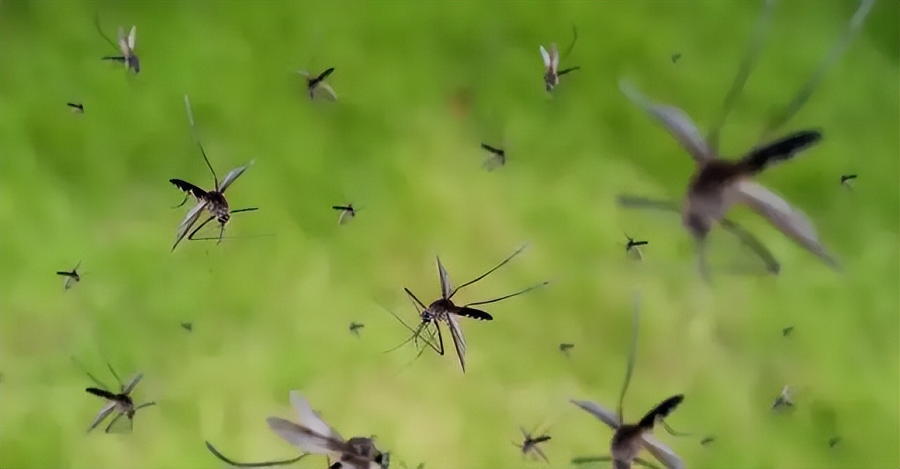 冷知识为什么蚊子会咬人,是雄蚊子会咬人还是雌蚊子会咬人