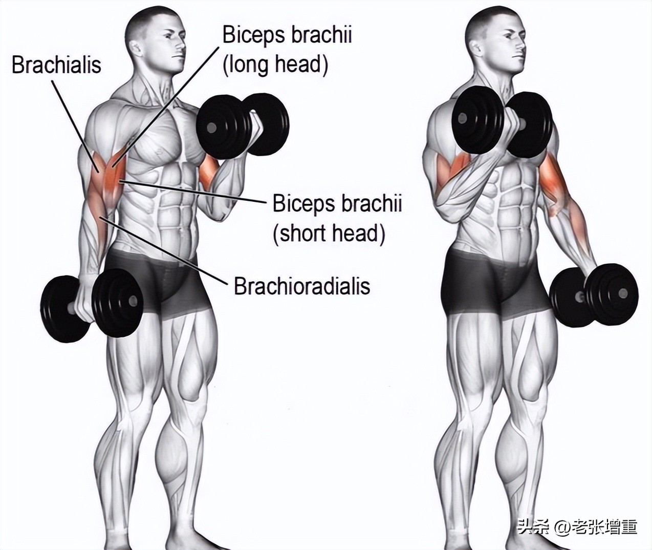 40岁年纪，才10多岁的体重，分享10个哑铃动作，让你偷偷在家练壮