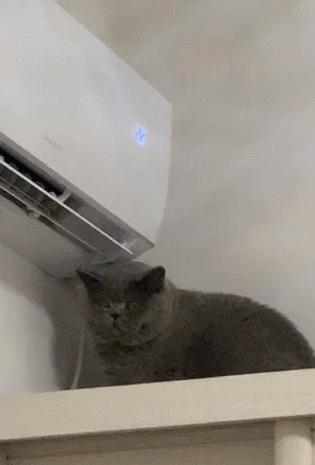 养猫不能放蟑螂药怎么办,养猫不能用的驱蚊方法