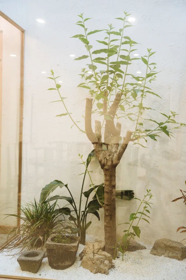 双流本土老字号珠宝店,双流百年老字号