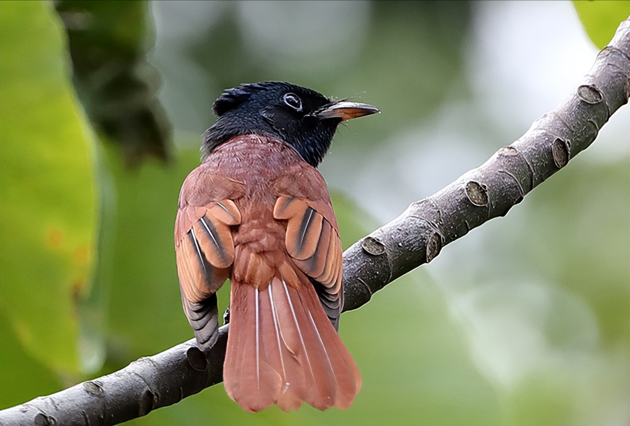 鸟儿大全高清图,高清珍稀鸟动态图片大全