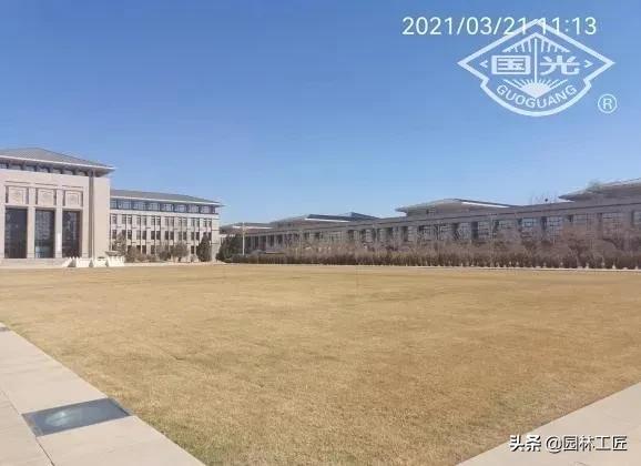 草坪越冬一般留多长,早熟禾草坪怎么越冬