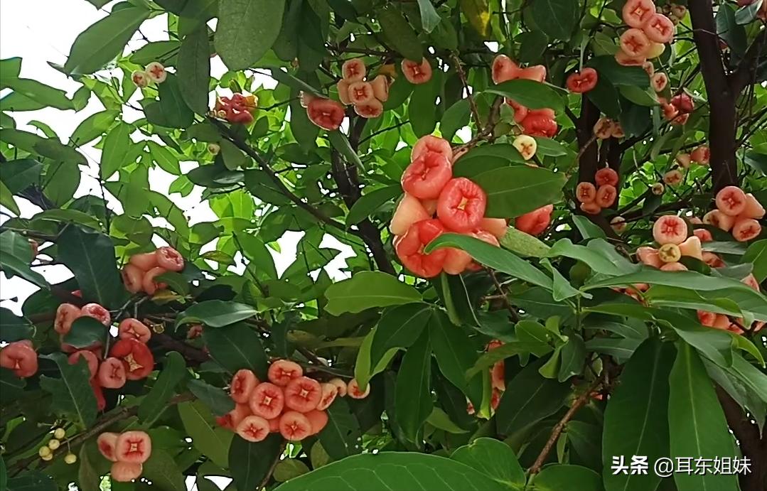 佛山公园里的荷花已悄然绽放,佛山人去旅游