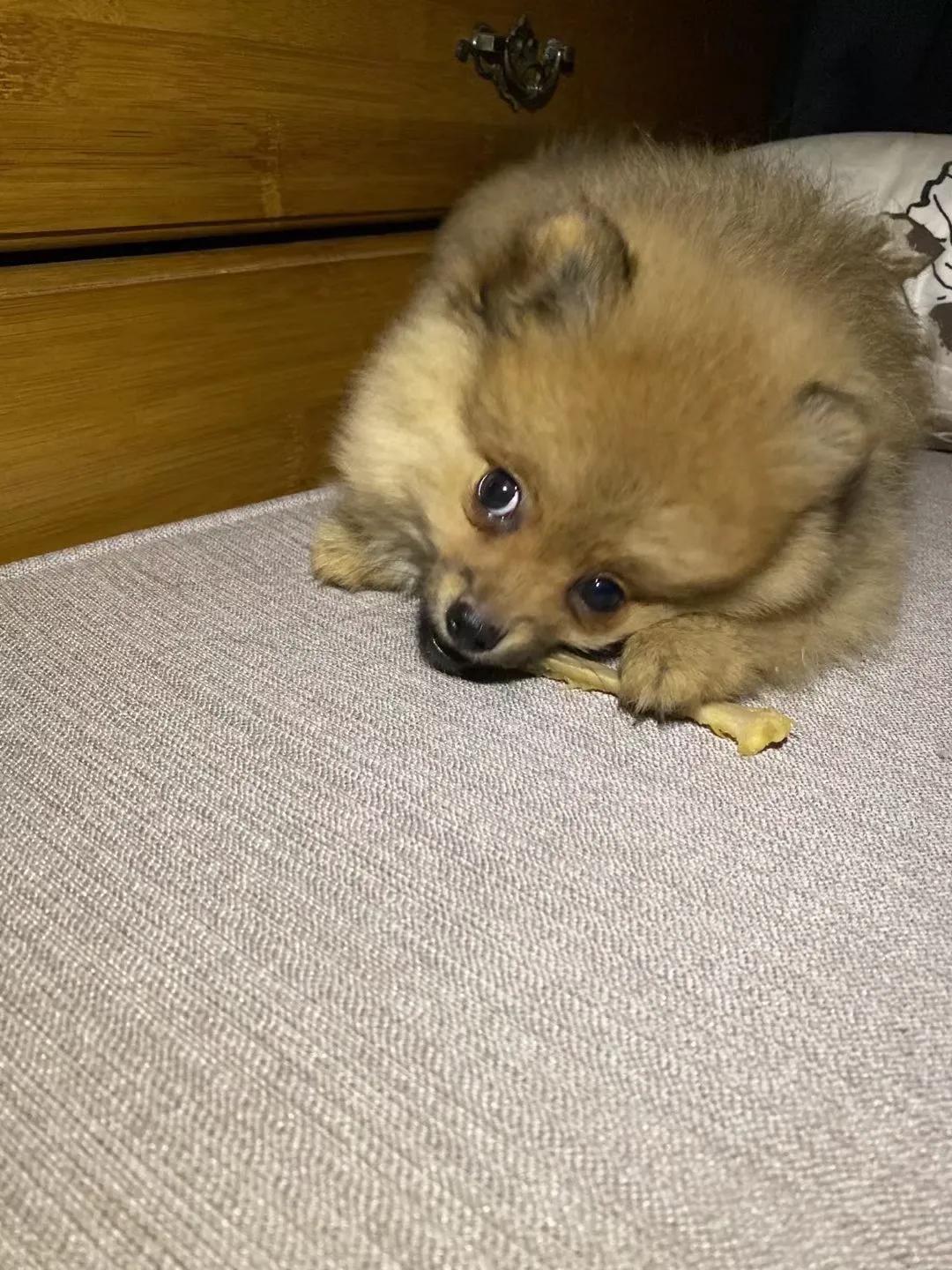 养狗小知识马犬,养狗小知识狗狗每天要喝多少水