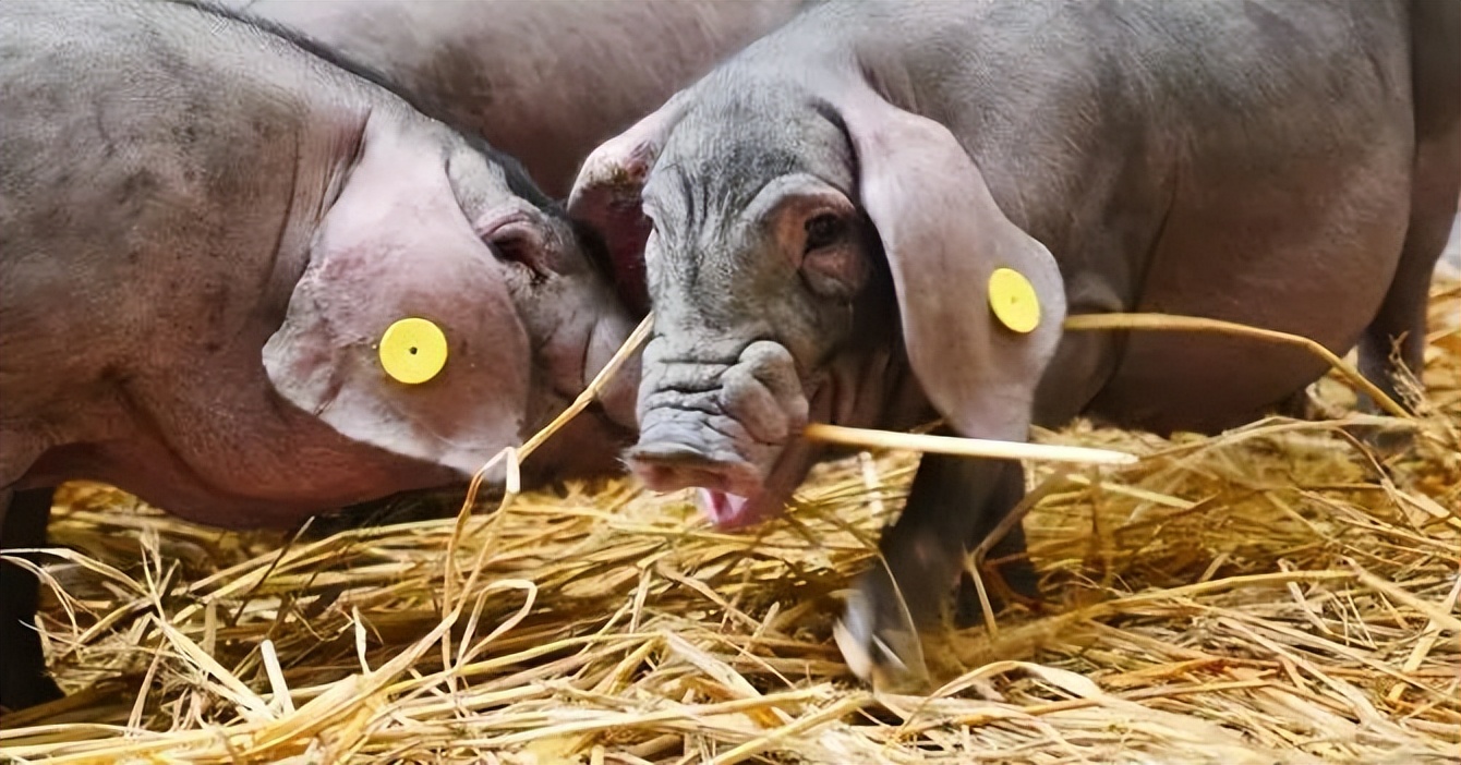 悲报！网易的养猪场，可能真要撑不住破产了！