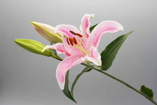 45岁离婚该何去何从,45岁想离婚是什么心态