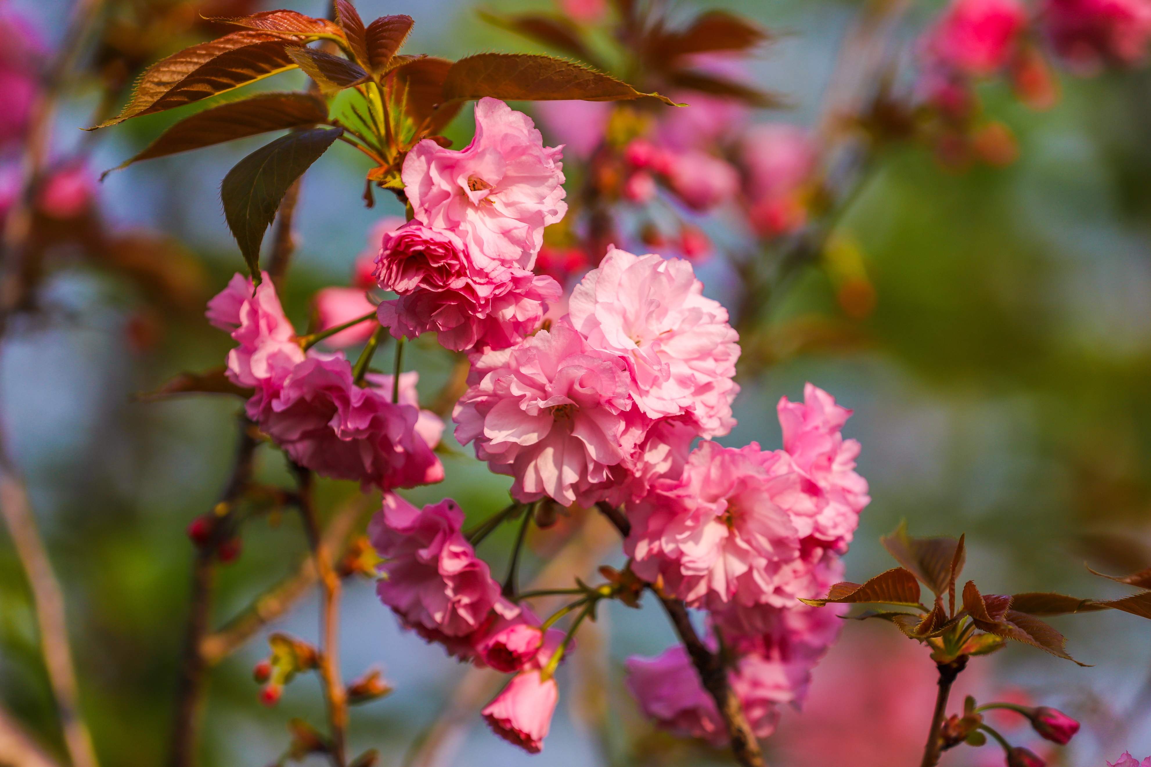同心花海樱花航拍,踏青赏花邂逅一场浪漫樱花盛宴