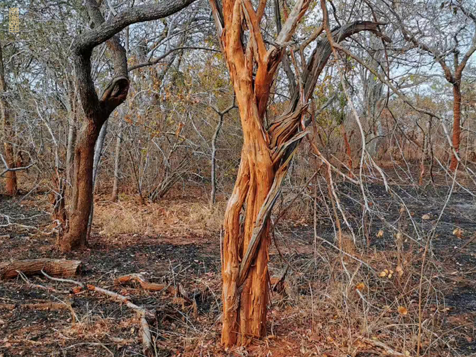 紫光檀带皮料怎么处理,紫光檀处理方法