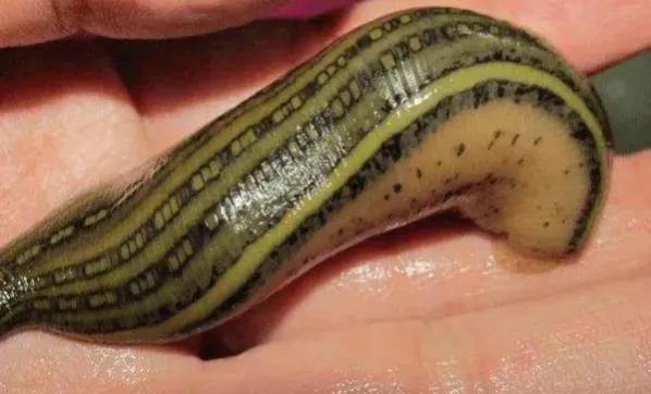 大山水里有蚂蝗,野生水蚂蝗