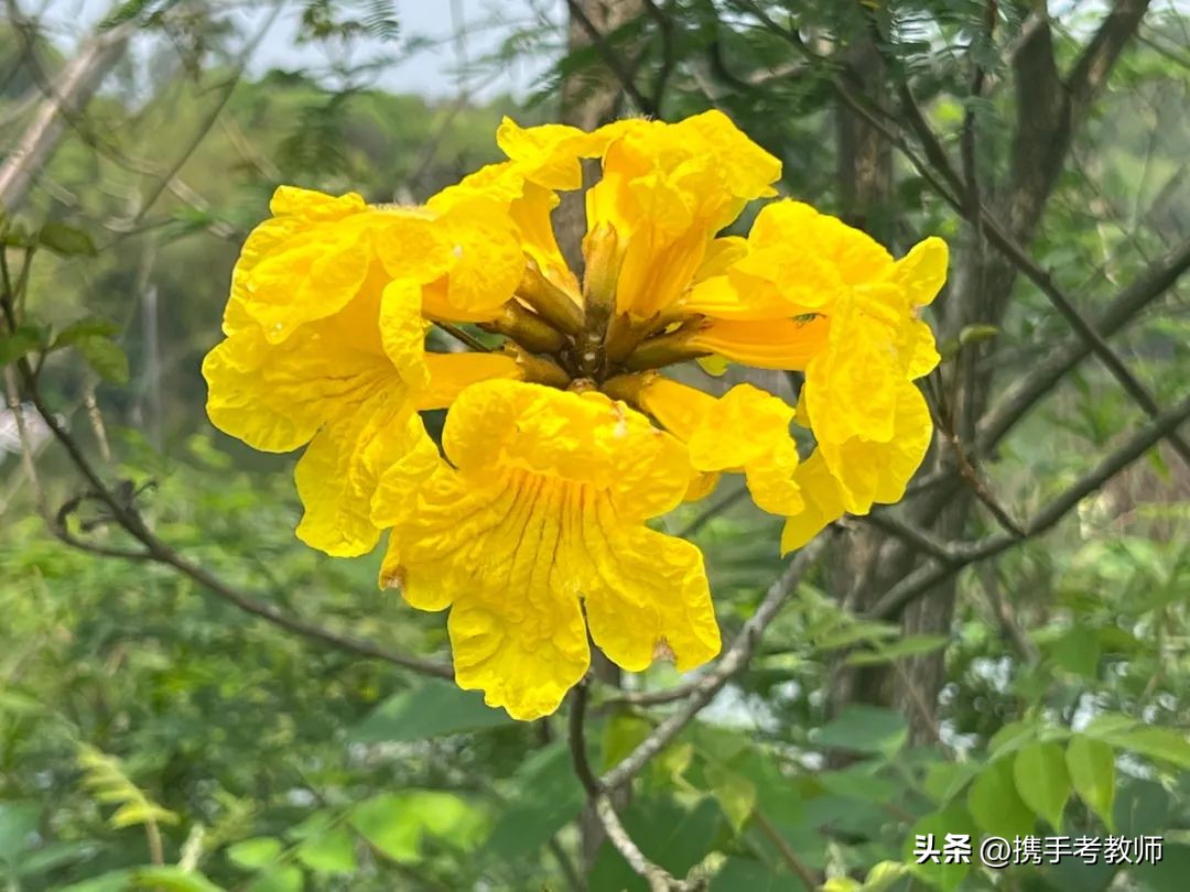 黄花风铃木品种介绍,黄花风铃木生长缓慢