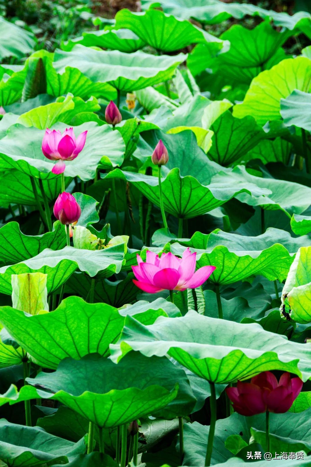 流“莲”忘返！来南桥这些地方邂逅夏天的浪漫→