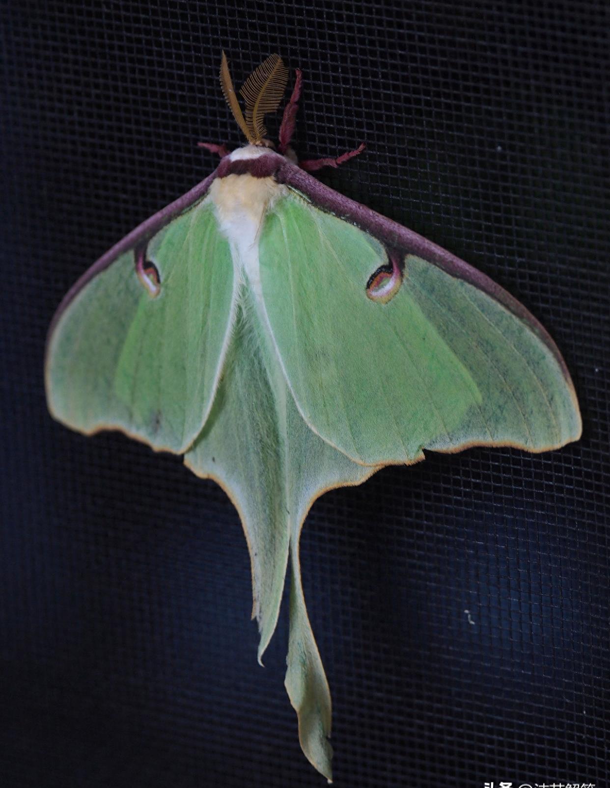 巧妙制胜！消灭烦人小飞蛾！