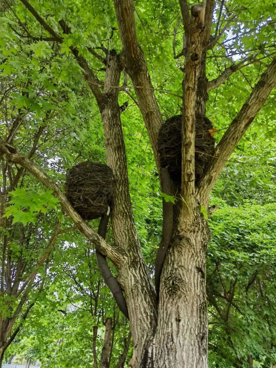 洞子口往事 (陈氏凉粉洞子口)