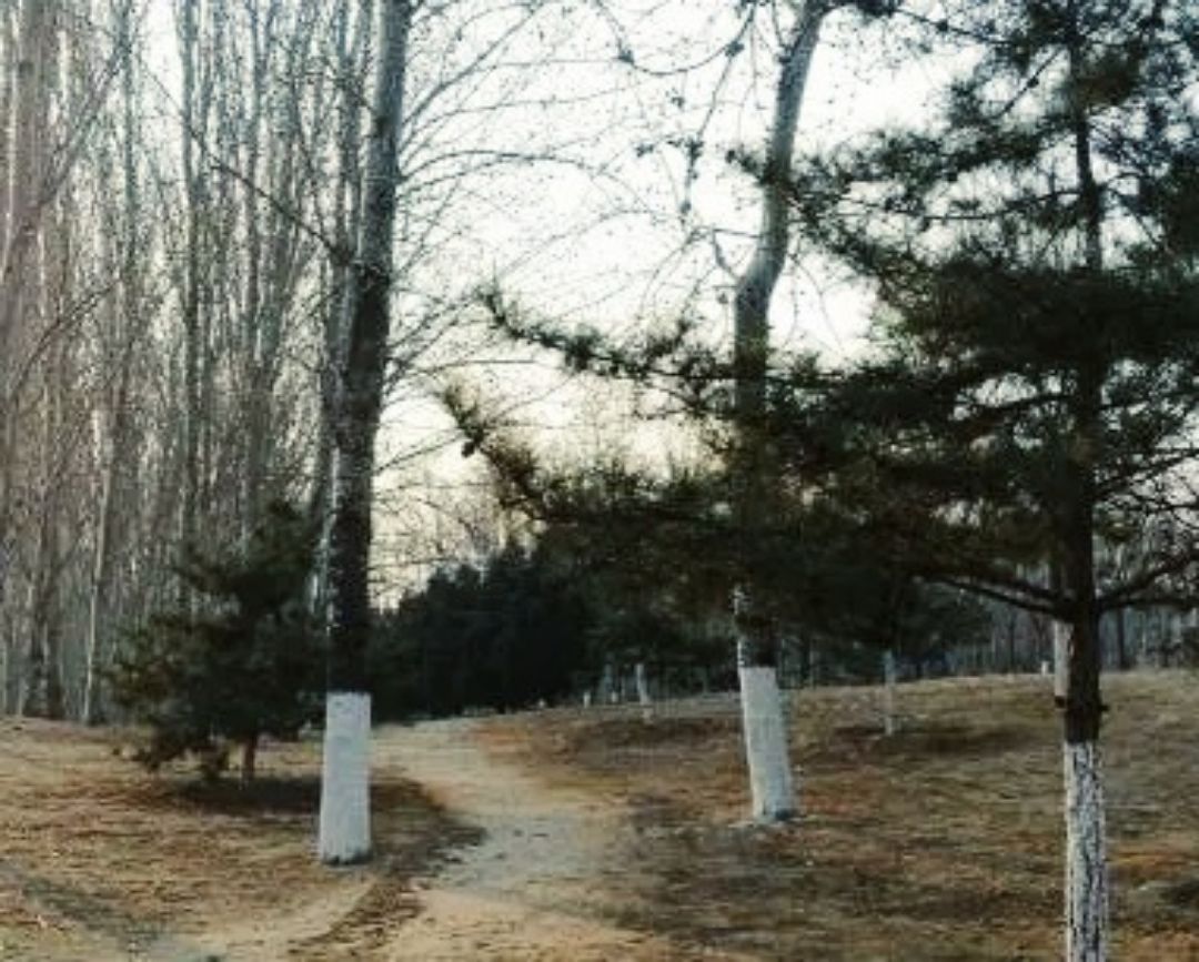 春日漫步随拍,春日漫步